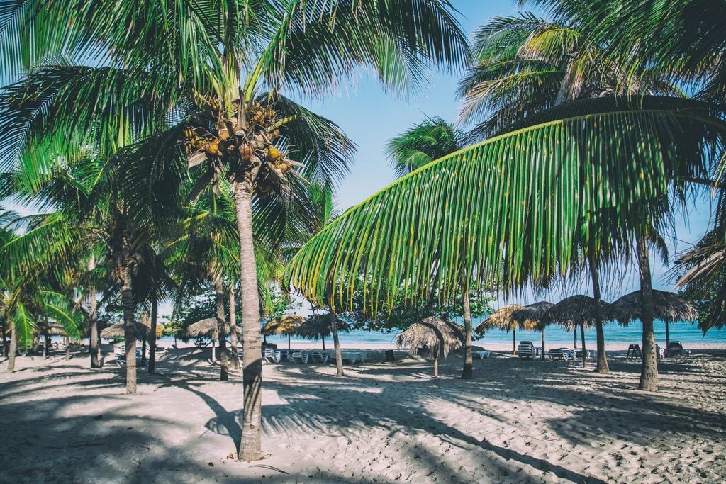 Palm-fringed Caribbean beach with parasols